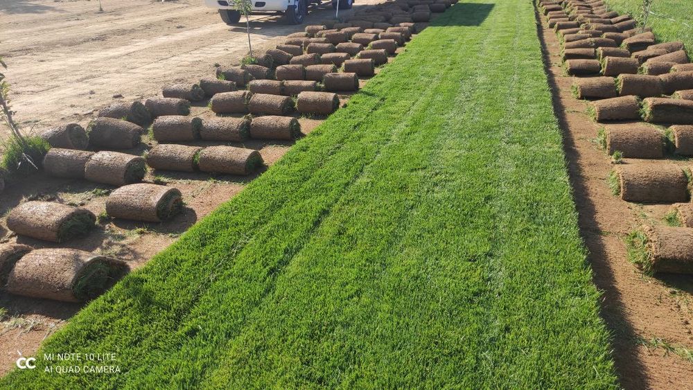 Газон йевро тайор рулони екамиз ва йевро уругларин сепамиз ишончли