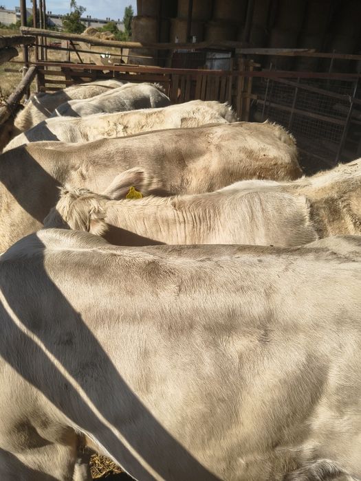 Juninci și tăurași rasa Charolaise