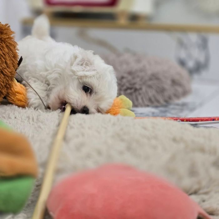 Bichon Maltez       .