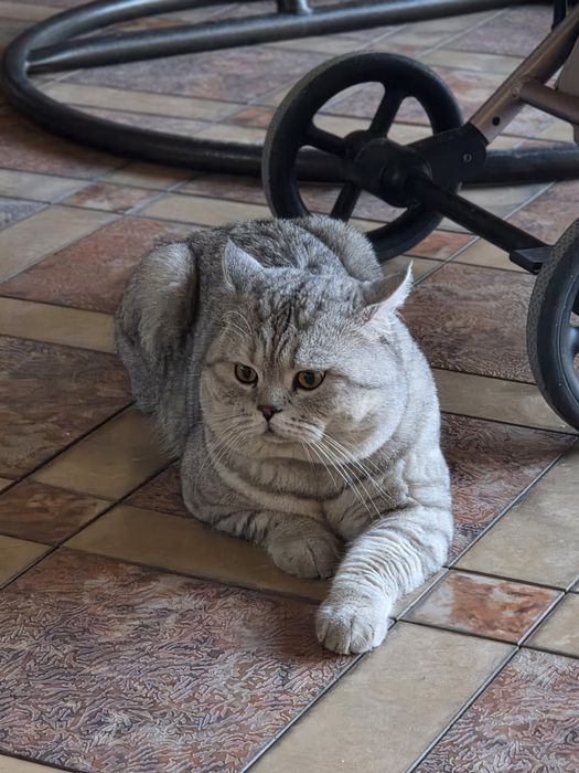 Британский короткошерстная