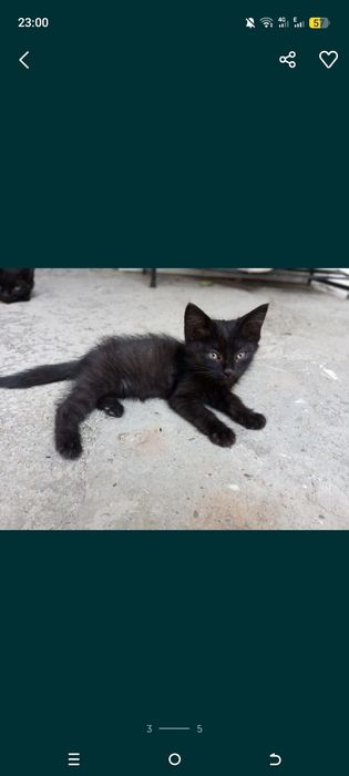 Милые котята ищут дом где их будут любить