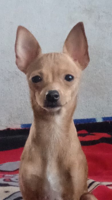 Вязка той терьер Девочка