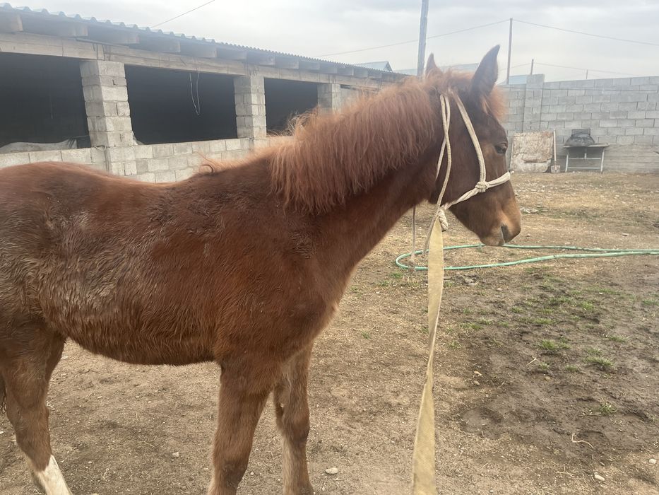 Жабағы сатылады