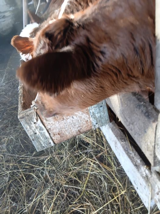 Продам телочку,недельная.