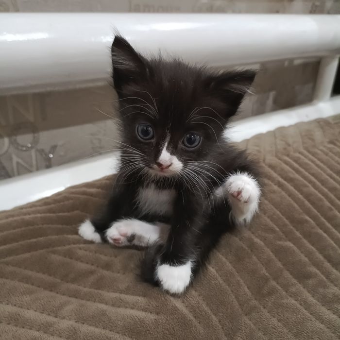 Отдам КОТЕНКА в добрые руки