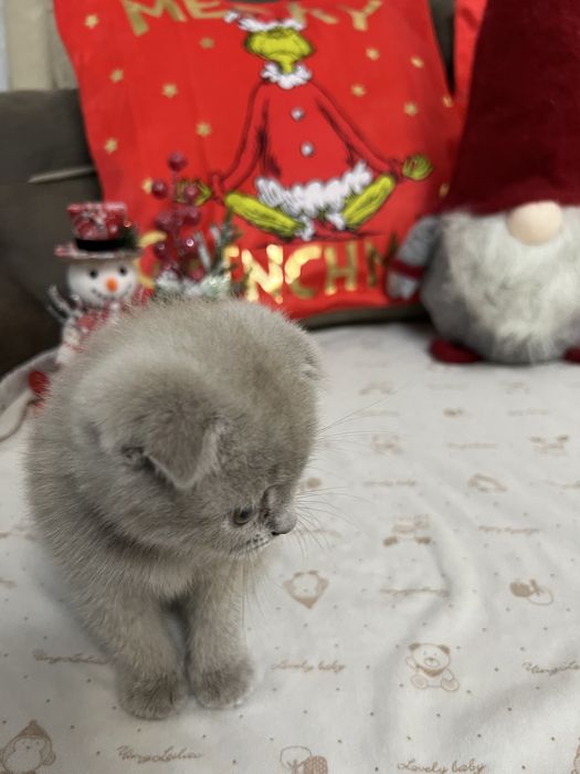 Шотландско клепоухо момче