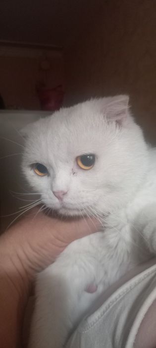 Отдам котёнка в хорошие руки хозяина