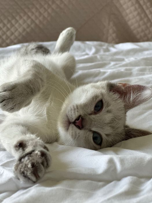 Котенок в добрые руки