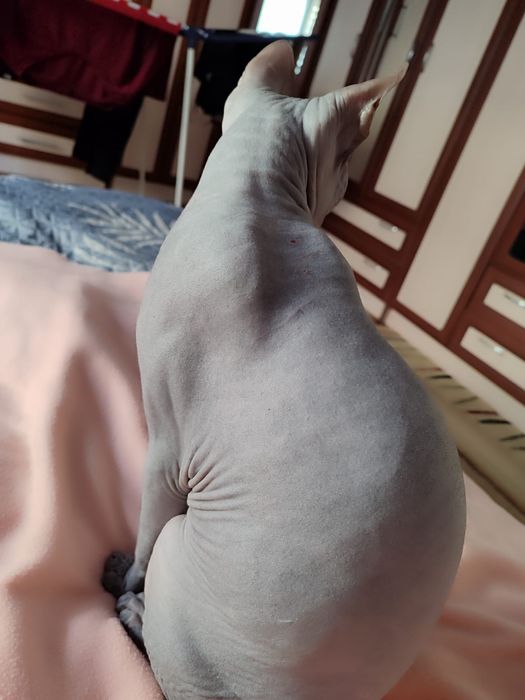 Канадский сфинкс