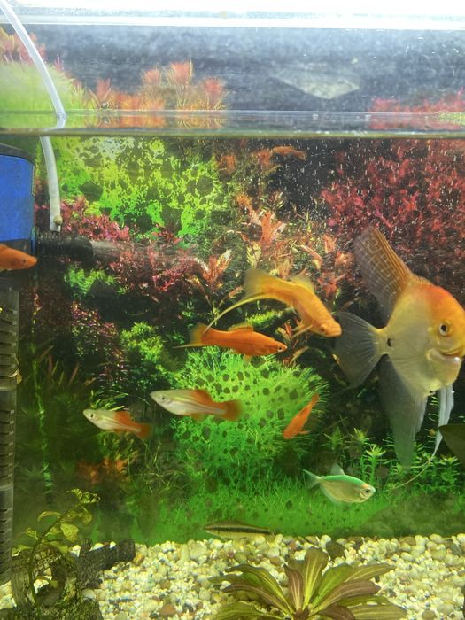 Аквариумные рыбки бесплатно