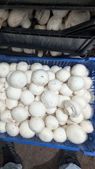 Шампиньоны собственного выращивание