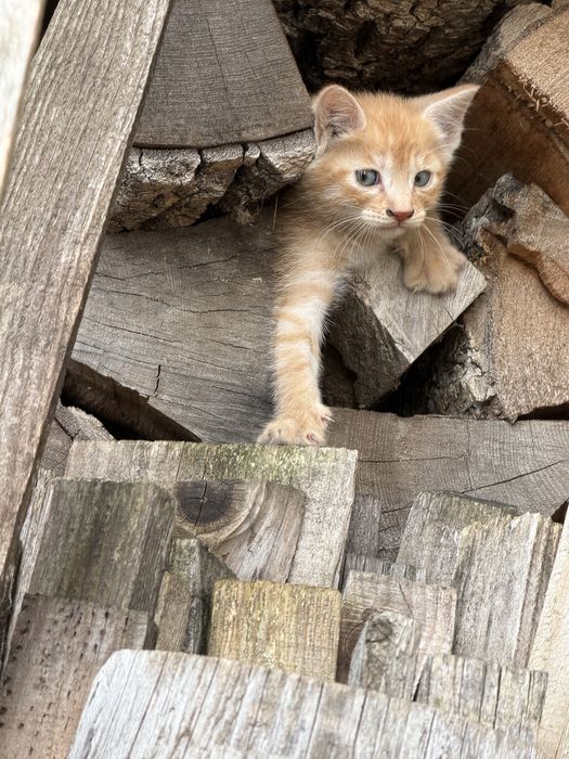 Donez pisoi superbi iubitorilor de animale.
