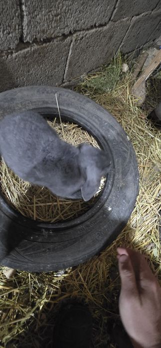 Продам кроликов 5.000