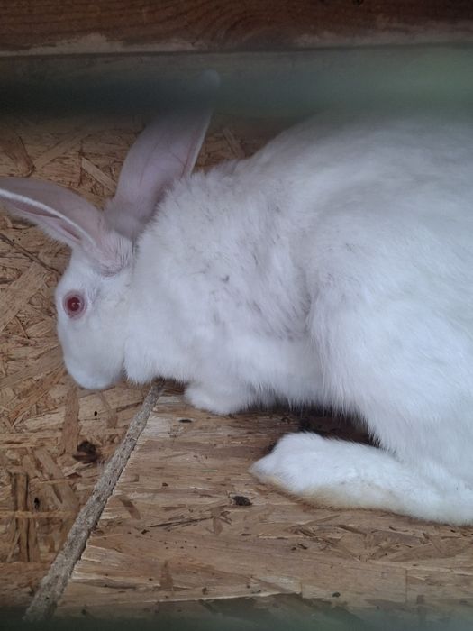 Куён киз 200минг