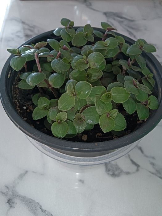 Цветочки от 700 т.