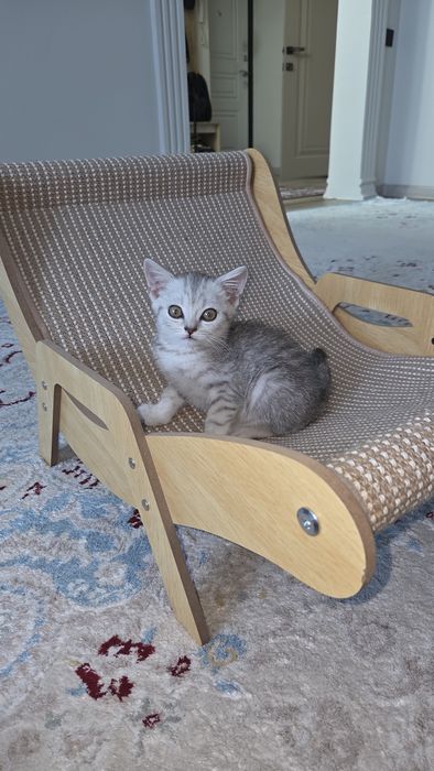 Породистая кошка