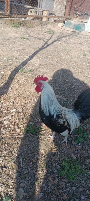 Карликовых курей