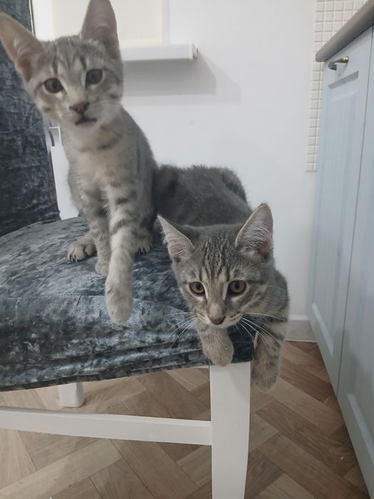 Котятки в любящие руки