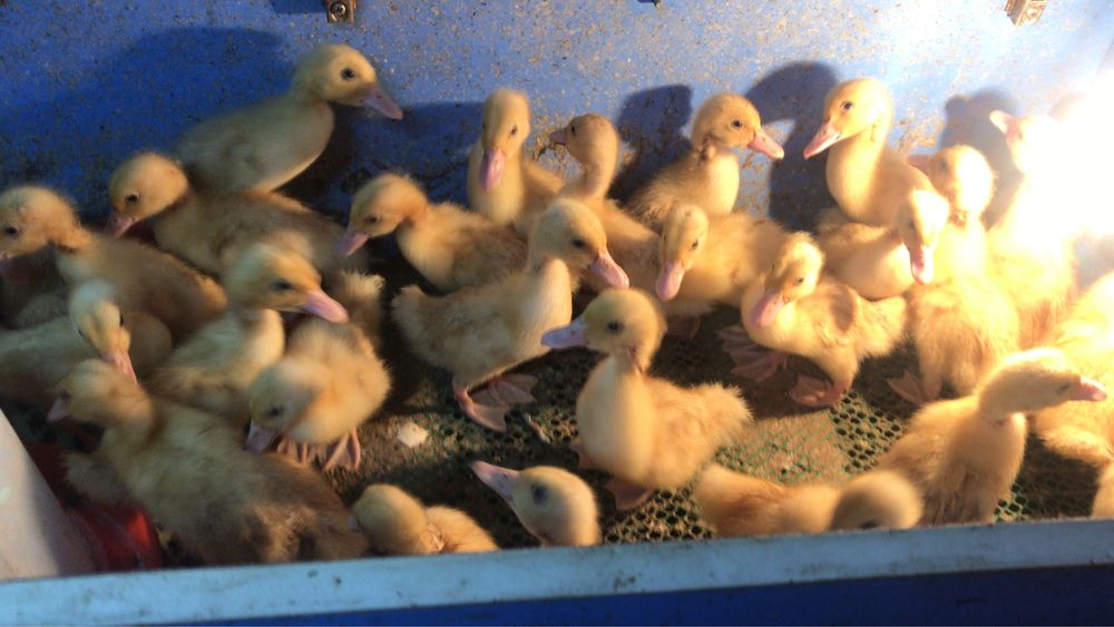 Продаю гусей Крупная Серая ,