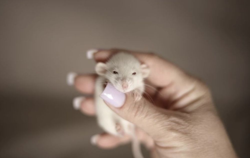 Крысята дамбо в продаже