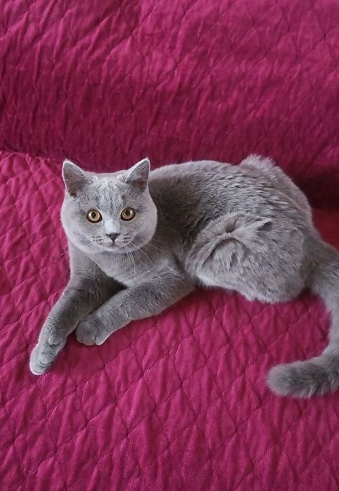 British shorthair