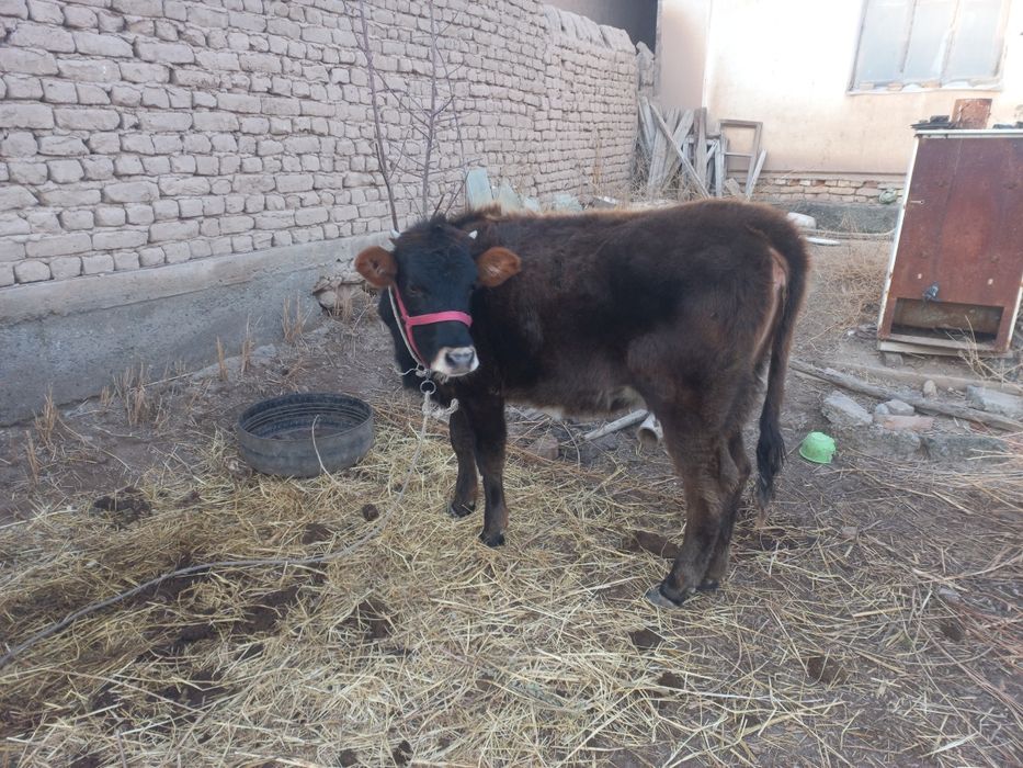 Семиз Қашар сатилади денсаулиғи жақси бахаси 15 млн