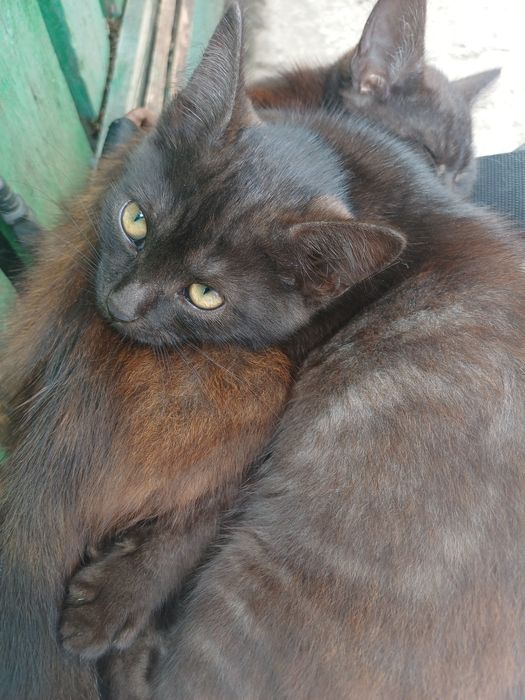 Отдам хвостики в хорошие руки