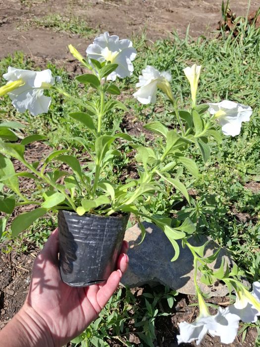 Продам Ампельную петунью в Астане