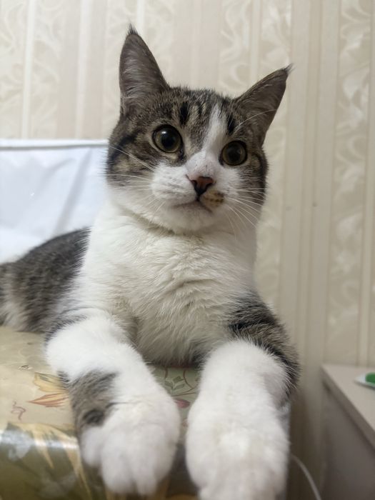 В добрые руки котенок-подросток