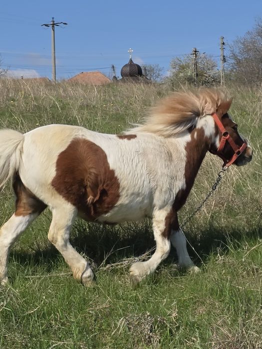 Vand poneita Shetland gestanta.
