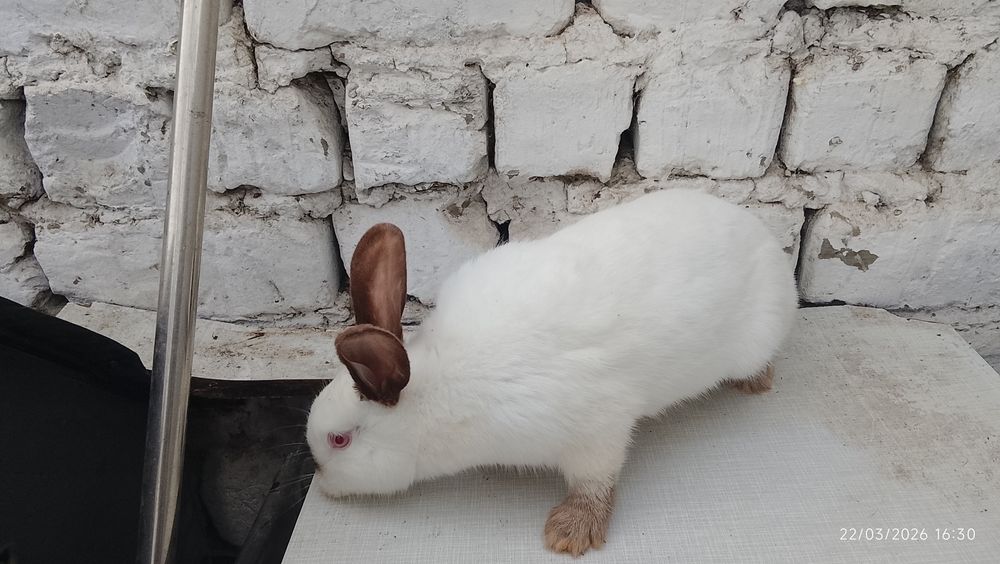 Quyonlar sotiladi 4 ta