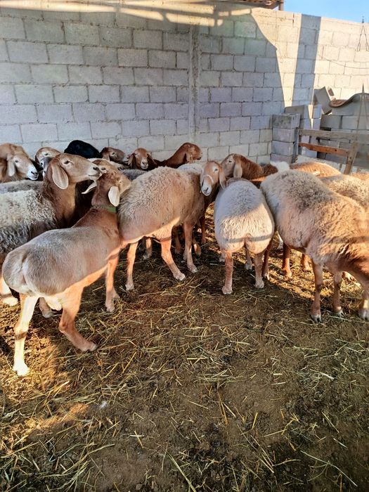 Арашан кошкар 250 мың