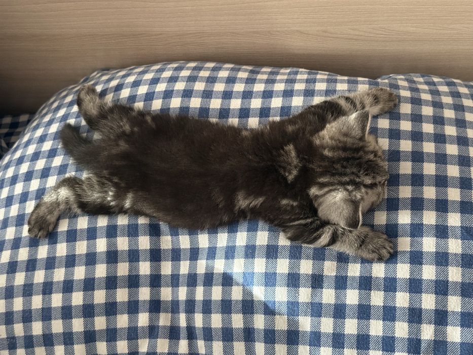 Продаётся британский котёнок