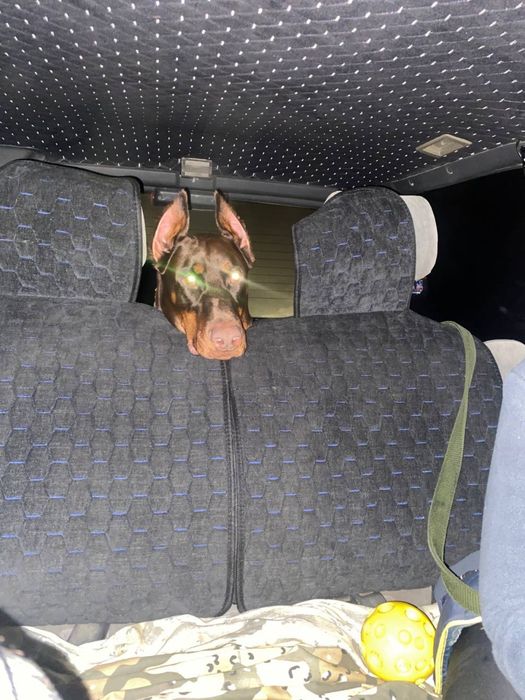 Щенки Доберман 1 месяц