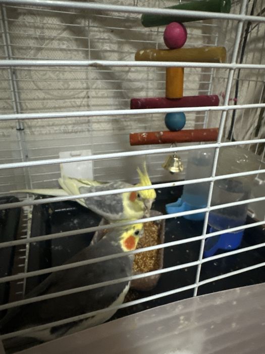 Корелла сатылады