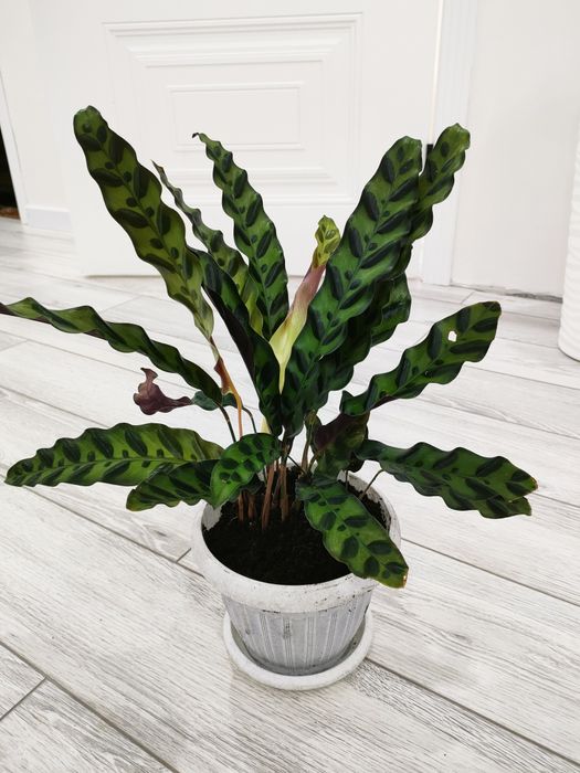 Комнатные цветы. доставка