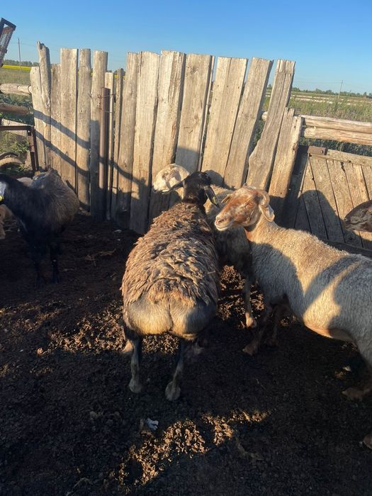 Овцаматка хороши жирный