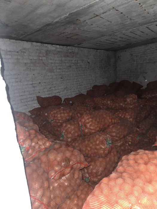 Картофель/Картошка Гала