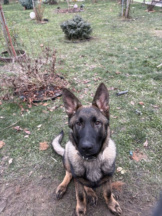 Vand pui ciobanesc german linie de lucru  6 luni