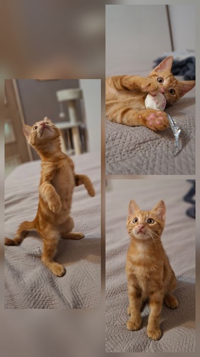 Мъжко коте на 3 месеца