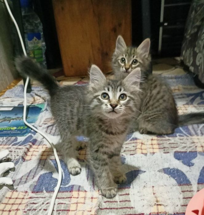 Котёнок 2 месяца
