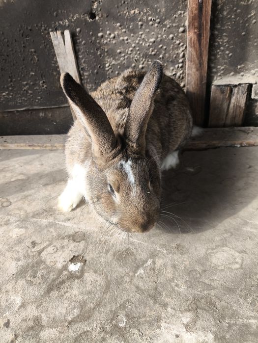 Продам кролика самец