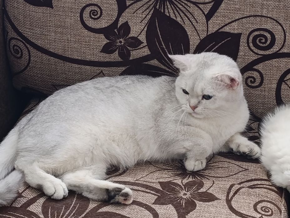 Serebrista Shinshilla