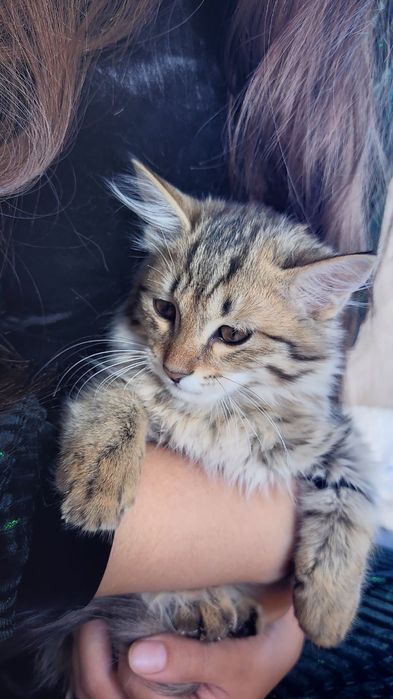 Sotiladi Sibir mushugi