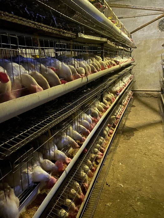 Клеточная систем для несушек