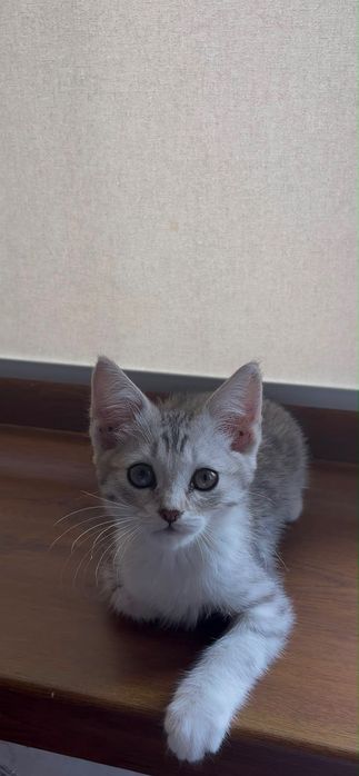 Кошка шотландская