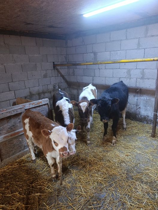 Продаются 2 бычка и 3 тёлки