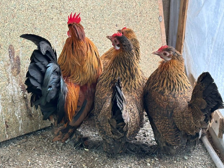 Продам карликовых кур