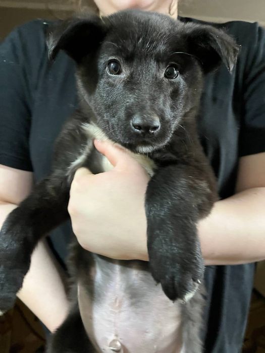 Отдам щенка в добрые руки!