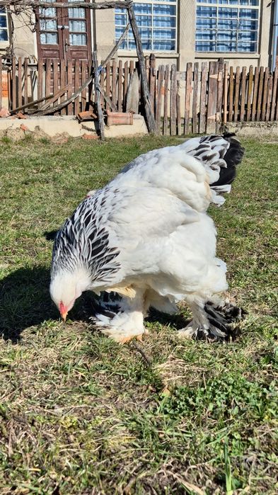 Puicute Brahma Herminat Deschis